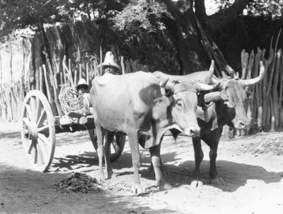 Équipe de bœufs, Mexique, c.1927 - Tina Modotti